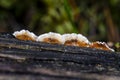 False Turkey tail grow in forest