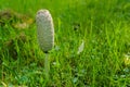 False umbrella mushroom on green grass. Close-up Royalty Free Stock Photo