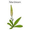 False unicorn Chamaelirium luteum , or blazing-star, devil s bit, fairy wand, helonias - ornamental and medical plant