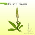 False unicorn Chamaelirium luteum , ornamental and medical plant