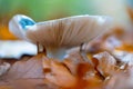 Fungi in a large forest with autumn leaves Royalty Free Stock Photo