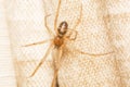 A False Widow Spider, Steatoda Grossa Royalty Free Stock Photo