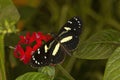 The false zebra longwing Heliconius atthis.