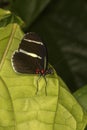 The false zebra longwing Heliconius atthis.