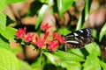 False Zebra Longwing butterfly