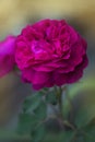 Close up of garden rose Falstaff Royalty Free Stock Photo