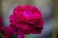 Falstaff roses in garden. English Rose Falstaff Royalty Free Stock Photo