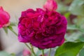 Falstaff roses in garden. English Rose Falstaff Royalty Free Stock Photo