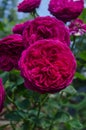 Falstaff roses in garden. English Rose Falstaff Royalty Free Stock Photo