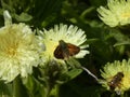 Falter skipper butterfly brown on.a yellow blossom