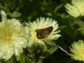 Falter skipper butterfly brown on.a yellow blossom