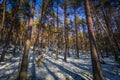 Falun - March 31, 2018: Frozen forest at Framby Udde near the town of Falun in Dalarna, Sweden