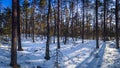 Falun - March 31, 2018: Frozen forest at Framby Udde near the town of Falun in Dalarna, Sweden