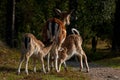 A famale doe of Fallow deer suckling two young fawn in Sweden Royalty Free Stock Photo