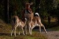 A famale doe of Fallow deer suckling two young fawn in Sweden Royalty Free Stock Photo