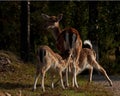 A famale doe of Fallow deer suckling two young fawn in Sweden Royalty Free Stock Photo