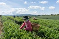 The famale Havesting the tea Royalty Free Stock Photo