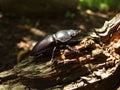 Famale stag beetle
