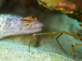 Famefish, Apogon maculatus. CuraÃÂ§ao, Lesser Antilles, Caribbean