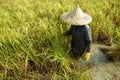 Famer harvest rice plant Royalty Free Stock Photo