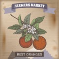 Famer market label with orange branch color sketch on wooden background. Royalty Free Stock Photo