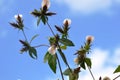 Blepharis maderaspatensis creeping blepharis flowering twig