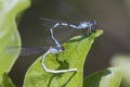 Familiar Bluet Damselflies Mating Royalty Free Stock Photo