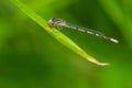 Familiar Bluet Damselfly - Enallagma civile Royalty Free Stock Photo