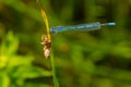 Familiar Bluet Damselfly - Enallagma civile