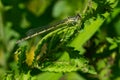 Familiar Bluet Damselfly - Enallagma civile Royalty Free Stock Photo