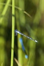 Familiar Bluet Damselfly 703825