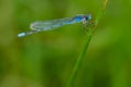 Familiar Bluet - Enallagma civile