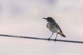 Familiar chat bird on wire at Canyon viewpoint, Fish River Canyon, Namibia