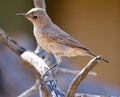 Familiar Chat perched in dead tree Royalty Free Stock Photo