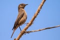 Familiar chat sitting on a branch with blue sky