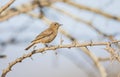 The familiar chat ( Cercomela familiaris)