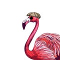 Familiar pink flamingo in cap and black sunglasses