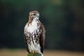 Immature Red tailed Hawk Mid Pines Rd NC Royalty Free Stock Photo