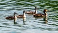 Familie of great crested grebe swimming on lake