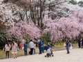 Families and couples photograph Sakura blossoms at Hommaru Palace, Nagoya, Japan