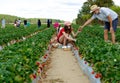 Families picking fresh strawberries in strawberry farm