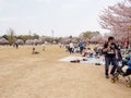 Families picnic under Cherry Blossom trees, Himeji Castle, Japan