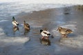 Families of wild ducks are on thin ice in the Park on a spring day Royalty Free Stock Photo