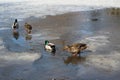 Families of wild ducks walk on thin ice in the Park on a spring day Royalty Free Stock Photo