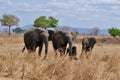 Famille d`ÃÂ©lÃÂ©phants dans la savane tanzanienne Royalty Free Stock Photo