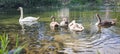 Familly of waterbird Royalty Free Stock Photo