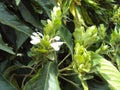 Justicia adhatoda vasaka flowering twig