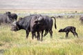 Family of african buffalos Royalty Free Stock Photo