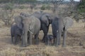 A family of African elephant