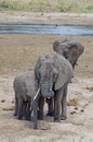 A family of African elephant